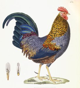 Eine Henne, Tafel 232, aus "Nouveau Recueil de Planches Coloriees d