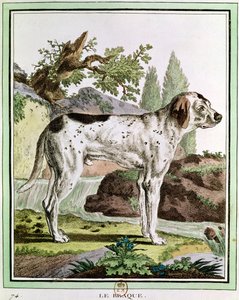 Ein Zeiger, Illustration aus Histoire Naturelle von Georges Louis Leclerc, Graf von Buffon, 1749-1804 von French School