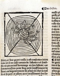 Eine Spinne in ihrem Netz in „Le Jardin de santé aus dem Lateinischen ins Französische übersetzt, neu gedruckt in Paris“ von French School
