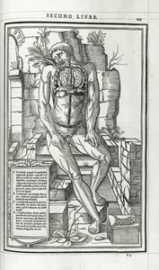 Anatomische Illustration, 1546 von French School
