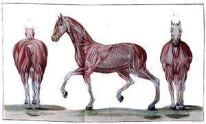 Anatomie des Pferdes: Haut, Gesicht und Profil - „Hippiatric Course, vollständiger Traktat der Pferdemedizin“ von P. E Lafosse