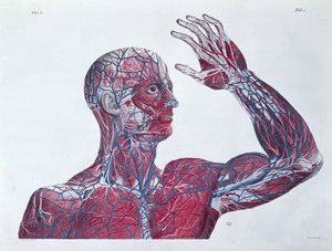 Anatomie des menschlichen Kopfes und Arms, aus einem Anatomiebuch von Francesco Antommarchi (1789-1838) graviert von Mascagni, ca. 1820 von French School