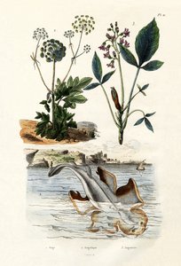 Engelhai, 1833-39