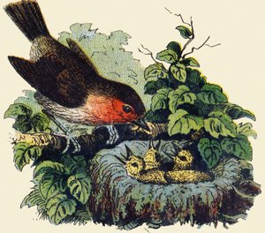 Vogel und Küken im Nest von French School