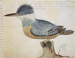 Vogel, nahe dem Eichelhäher von Frankreich, in der Nähe der Magellanstraße von French School