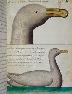 Vogel aus der Magellanstraße, Aquarell aus dem Logbuch von Jacques Gouin de Beauchesne, Kapitän der Compagnie royale de la Mer du Sud, von 1698 bis 1701, Frankreich