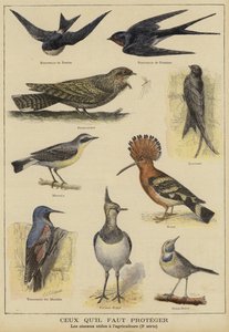 Vögel, die wegen ihres Nutzens für die Landwirtschaft geschützt werden müssen