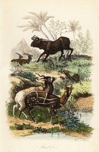 Schwarzes Gnu, Connochaetes gnou, vom Aussterben bedrohtes Addax oder Schraubenhornantilope, Addax nasomaculatus, und Buschbock oder Kewel, Tragelaphus scriptus