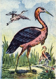 Blauer Reiher: Raubvogel, der sich von Würmern und Reptilien ernährt. Lebt in den Vereinigten Staaten und der Karibik. Gravur in "Alphabet des oiseaux". Bild von Pont-a-Mousson, Marcel und/oder Louis Vagne, Drucker-Verleger, Ende des 19. Jahrhunderts. von French School