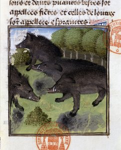 Wildschweine - aus „Hunting Book of Gaston Phoebus, Count of Foix, Lord of Béarn“