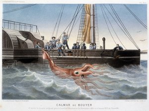 Bouyer-Tintenfisch - in „Le monde de la mer“ von Alfred Fredol, Hachette, Paris