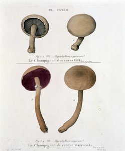 Brauner Schichtpilz - in „Traité des champignons“ von Jean Jacques Paulet, Ende des 18. Jahrhunderts von French School