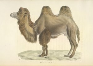 Baktrisches Kamel, aus Histoire Naturelle des Mammifères von French School