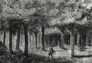 Chinarindenbaumwald zur Gewinnung von Chinarinde zur Malariabehandlung, Peru, 1888