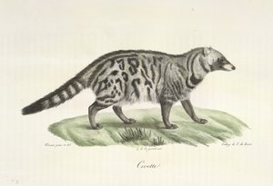 Zibetkatze, aus Histoire Naturelle des Mammifères von French School