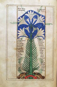 Eine Lilie (Lilium longiflorum), aus Liber Floridus von Lambert de Saint-Omer, ca. 1120 von French School
