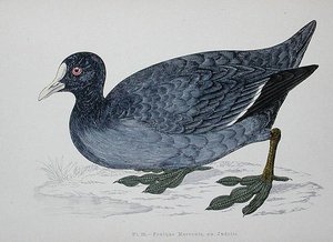 Blässhuhn, 2. Hälfte des 19. Jahrhunderts