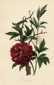 Gemeine Pfingstrose, Paeonia officinalis, mit Spinnennetz