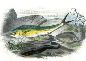 Coryphene Hippurus (Coryphene Goldbrasse, Chamäleonfisch) - Unten: Echeneis Remora und der Nason Licornet - Tafel aus der Naturgeschichte von Bernard Germain de Lacepede (1856-1925), Ausgabe P.Furme, Paris von French School