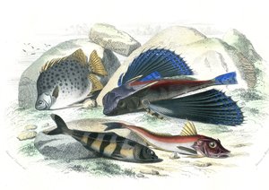 Dactyloptere pirapede (Dactylopterus pirapeda) fliegender Fisch, Chetodon argus (Scatophagus argus), Centronote Pilot (Echeneis naucrate), Trigle Lyre (Genicanthus Melanospilos) - Tafel aus der Naturgeschichte von Bernard Germain de Lacepede (1856-1925) von French School