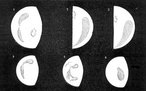Dunkle Flecken und helle Flecken der Venus; 1, 2, 3, Flecken beobachtet von D. Cassini 1667; 4, 5, 6, Flecken beobachtet von M. Langdon 1871 - in „Le Ciel“ von Amédée Guillemin von French School