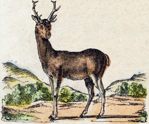 Hirsch. Gravur in "Alphabet der wilden Tiere". 9. Serie. Bildersammlung von Epinal, Pellerin, Drucker-Verleger, um 1870 von French School