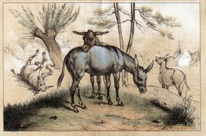 Beschreibung der verschiedenen Produkte und Verwendungen des Esels: Zwei Esel in einem. Detail der Tafel „Der Esel und seine Produkte“ in „Les Recreations instructives“, Synoptisches Gemälde von Jules Delbruck, Gravur von 1860. Private Sammlung von French School