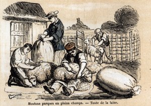 Beschreibung der verschiedenen Verwendungen und Produkte von Schafen: Schafschur. (Les moutons)