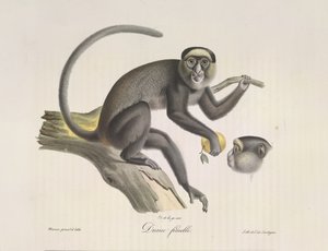 Diane femelle, Ein weiblicher Affe, aus Histoire Naturelle des Mammifères (Farblithographie) von French School