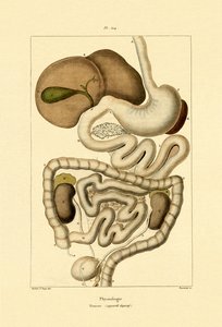 Verdauungssystem