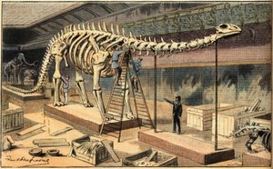 Diplodocus-Fossil im Naturhistorischen Museum von Paris. Gravur aus der Zeitung 