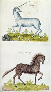 Zeichnungen eines Einhorns und eines Wildpferdes