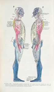 Das Nervensystem, aus Semiologie des Affections du System Nerveux von J. Dejerine, 1914 von French School