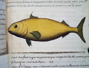 Fisch so groß wie Kabeljau, Isle De La Sante, Aquarell aus dem Logbuch von Jacques Gouin de Beauchesne