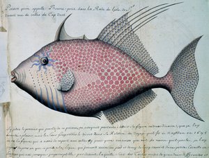 Fisch namens Bource, Insel Sao Vicente, Kap Verde, aus dem Logbuch von Jacques Gouin de Beauchesne