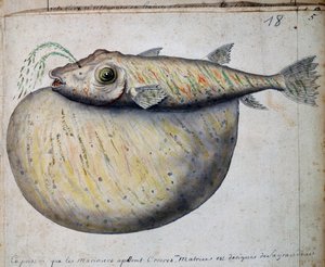 Fisch namens Crocros, Sao Vicente Insel, Aquarell aus dem Logbuch von Jacques Gouin de Beauchesne von French School