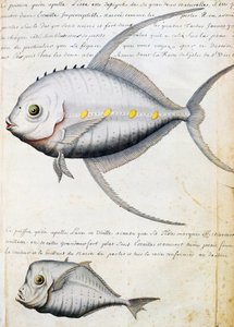 Fisch namens Lisse und Mondfisch, Insel Sao Vicente, Kap Verde, Aquarell aus dem Logbuch von Jacques Gouin de Beauchesne, Kapitän der Compagnie royale de la Mer du Sud, von 1698 bis 1701, Frankreich
