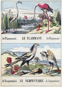Flamingo und Schlange. Gravur in "Buffon Alphabet des Oiseaux n 2"