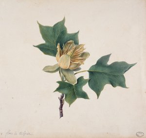 Blume eines Tulpenbaums von French School