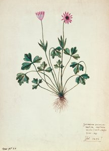 Fol.1275 Geranie von French School
