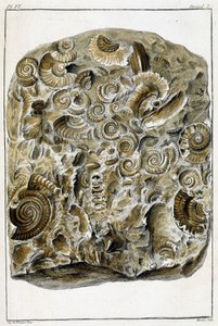 Fossilien von Muscheln, „Was bei Tieren und Mineralien am interessantesten und kuriosesten ist, um als Intelligenz für die allgemeine Geschichte der drei Reiche der Natur zu dienen“ von Buchoz, spätes 18. Jahrhundert. von French School