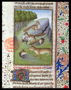 Füchse, aus dem Livre de la Chasse von Gaston Phebus