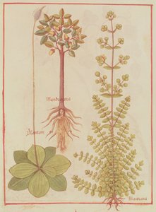 Fr 12322 f.180v Wegerich, Majoran und Alraune, aus Livre des Simples Medecines, ca. 1520-30