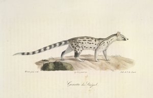 Genette du Sénégal, aus Histoire Naturelle des Mammifères (Farblithographie) von French School