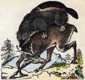 Vielfraß. Gravur in „Alphabet der wilden Tiere“. 9. Serie. Bildsprache von Epinal, Pellerin, Drucker-Verleger, um 1870. Holzschnitte, schabloniert. 16 Seiten. Private Sammlung von French School