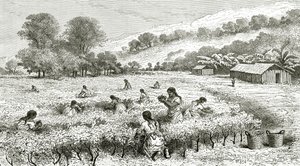 Ernte von Coca, Peru, Illustration aus der Zeitschrift Le Tour du Monde, 1877 von French School