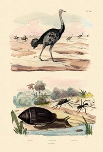 Herald Schnecke