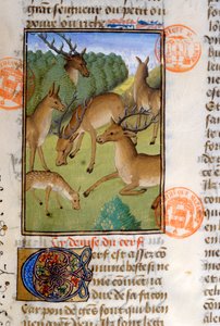 Herde von Hirschen, aus dem Livre de la Chasse von Gaston Phebus de Foix (1331-91)