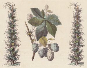 Hopfen für die Bierherstellung von French School