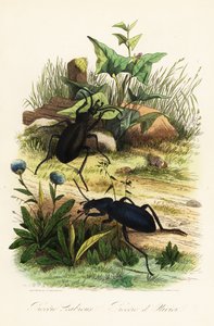 Große violette Laufkäfer, Carabus scabrosus